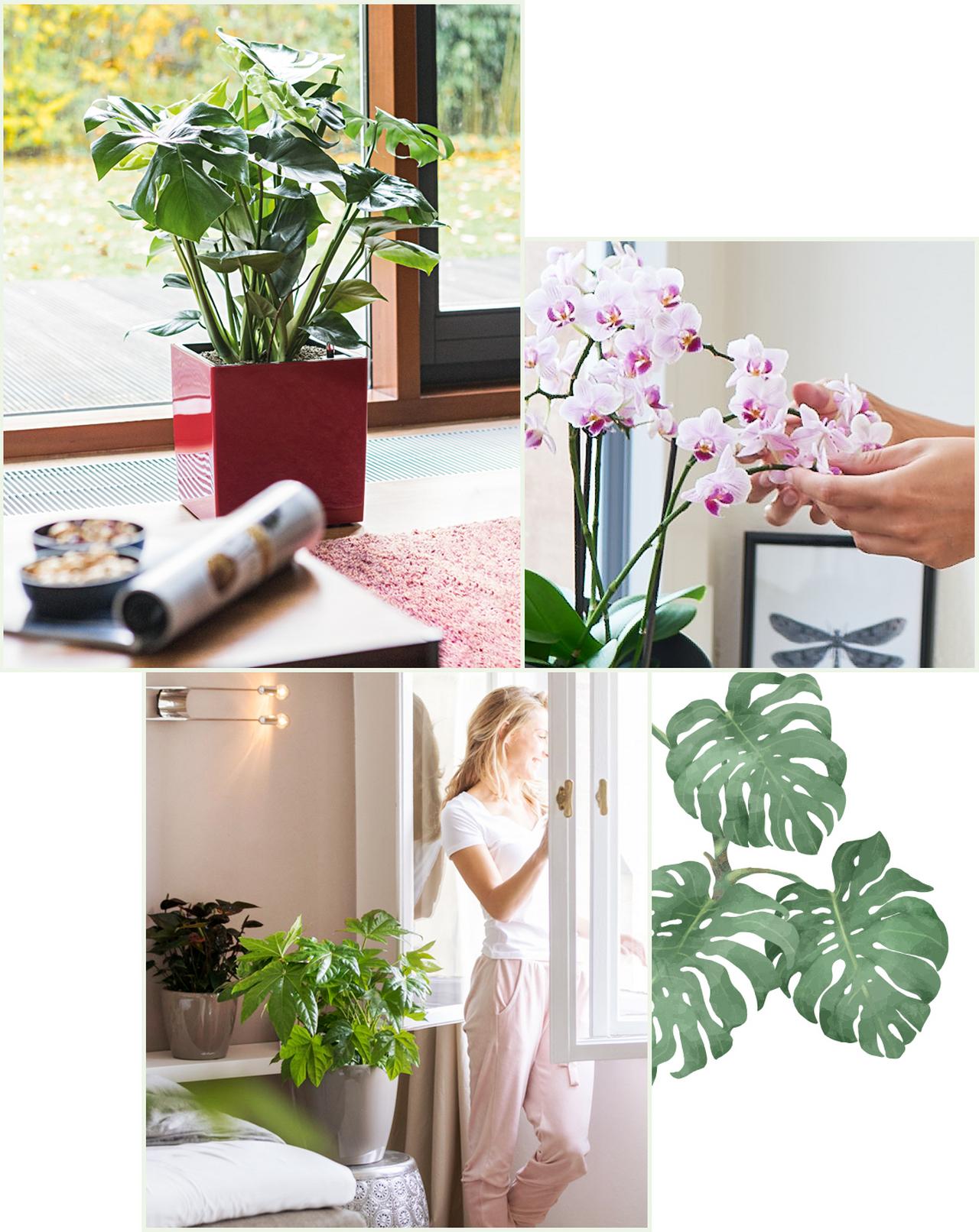 le_tw-indoorplants_abstauben_1 le_tw-indoorplants_abstauben_1