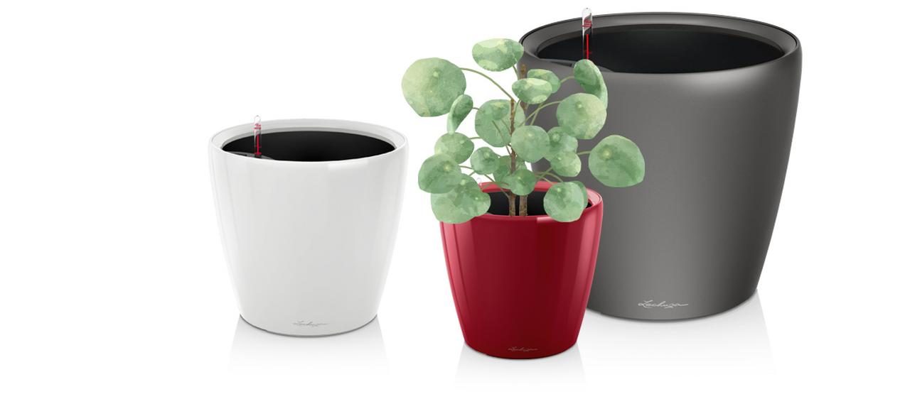 le_tw-indoorplants_frischekur_classico le_tw-indoorplants_frischekur_classico