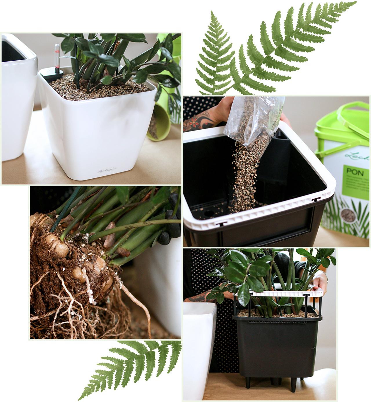 le_tw-indoorplants_frischekur_umtopfen le_tw-indoorplants_frischekur_umtopfen