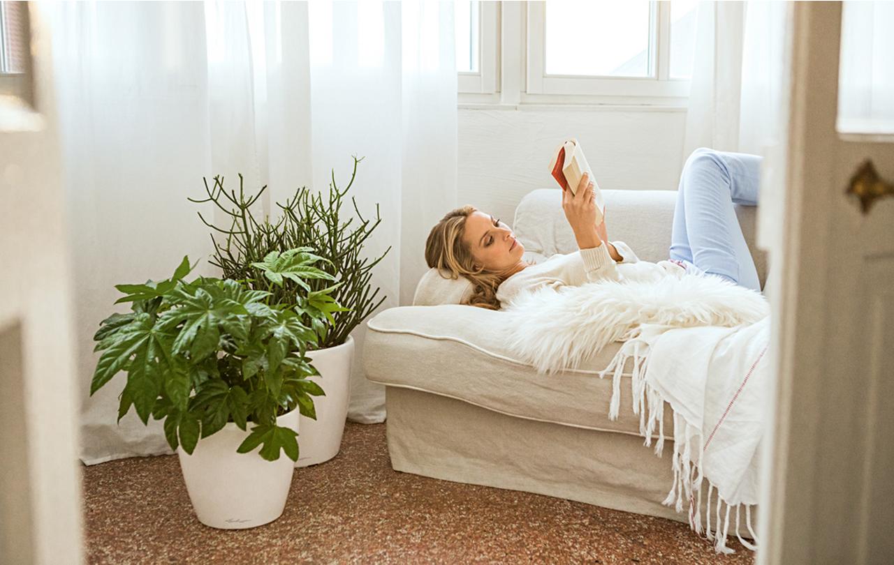 le_tw-indoorplants_pflegetipps_classico le_tw-indoorplants_pflegetipps_classico