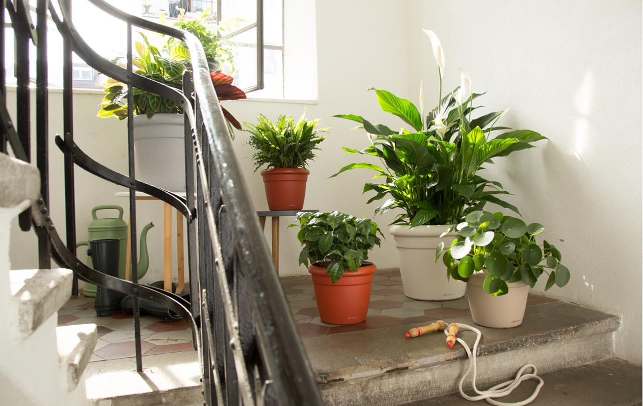 le_tw-indoorplants_pflegetipps_rustico le_tw-indoorplants_pflegetipps_rustico