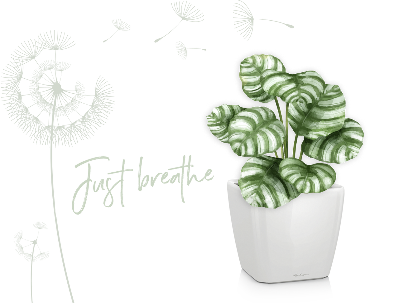 le_tw-indoorplants_raumklima_breathe le_tw-indoorplants_raumklima_breathe