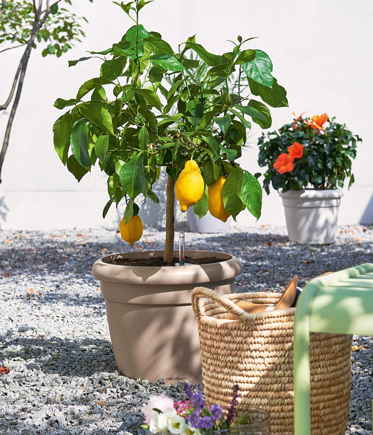 le_tw-urban-gardening_rustico35_sandb le_tw-urban-gardening_rustico35_sandb