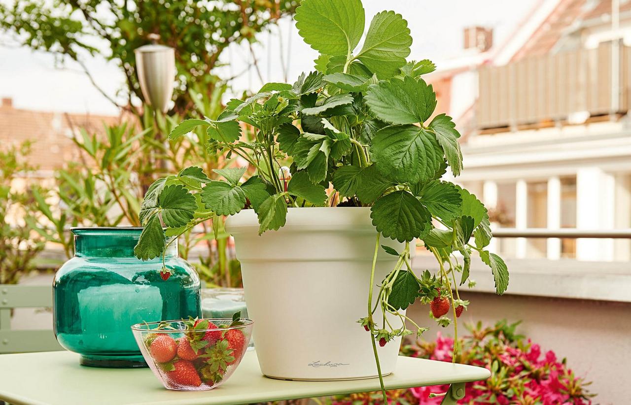 le_tw-urban-gardening_rustico_w le_tw-urban-gardening_rustico_w