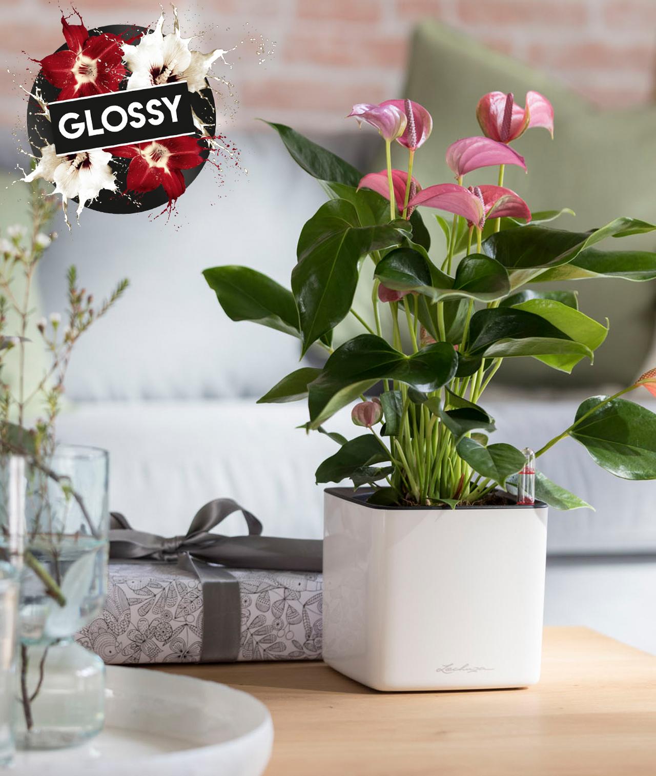 le_tw-gift-ideas_cube_glossy_w LECHUZA Glossy