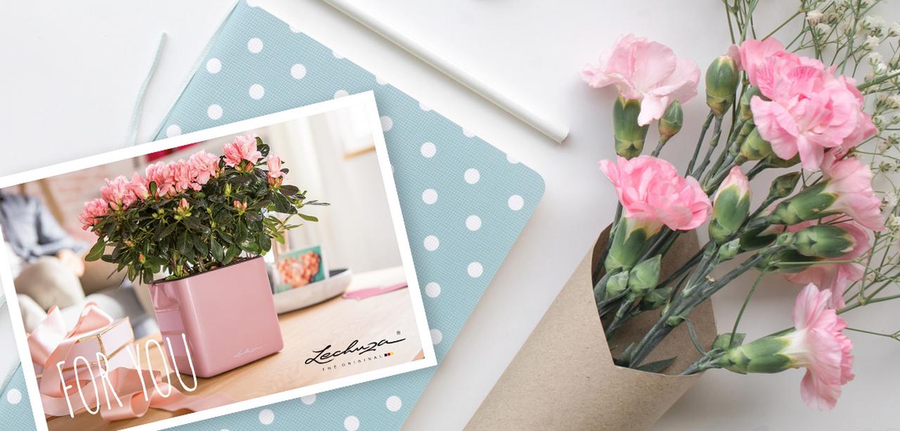 le_tw-gift-ideas_gutschein_2 Geschenkgutschein für Pflanzenfreunde