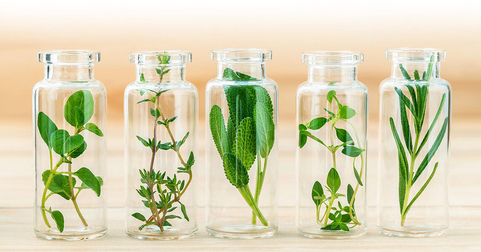 Majoran Thymian Salbei Oregano Rosmarin Majoran Thymian Salbei Oregano Rosmarin