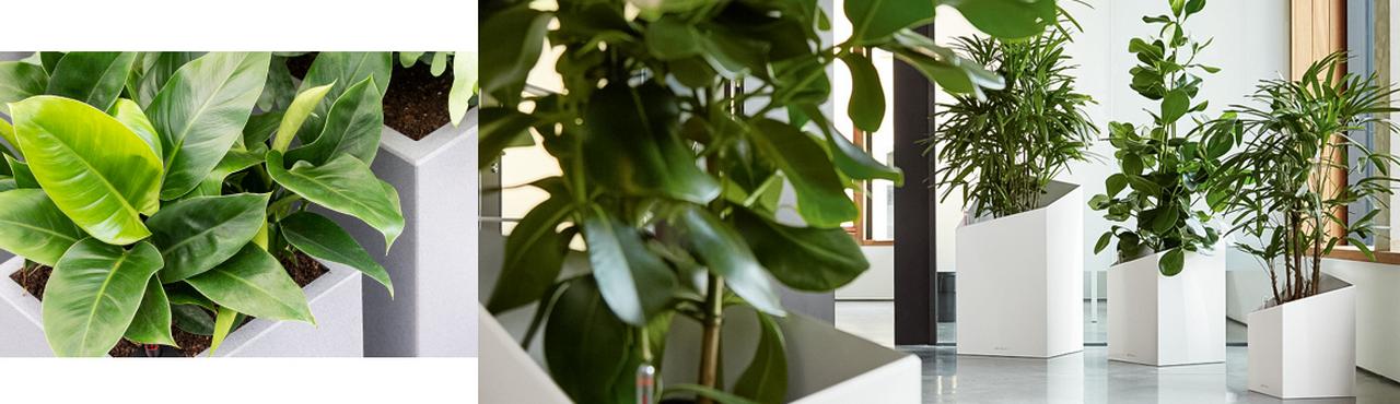 le_tw-wohntrends_urban_jungle_2 le_tw-wohntrends_urban_jungle_2