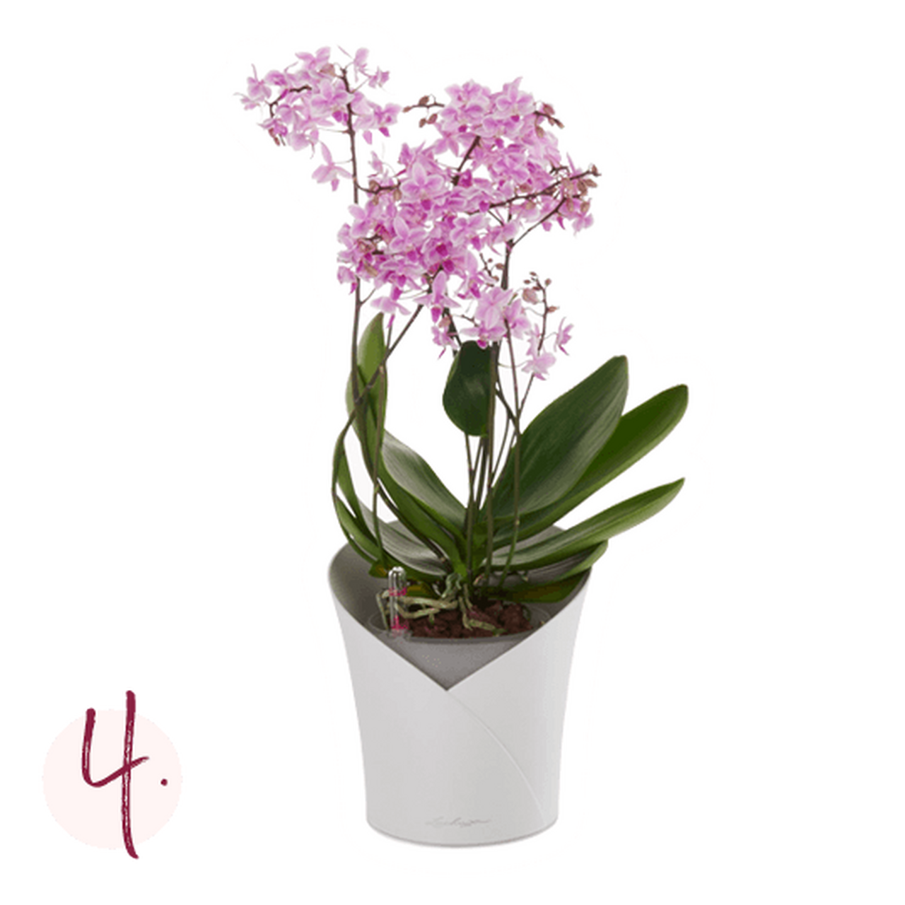 Orchideen Pflanzanleitung Schritt 4 Orchideen Pflanzanleitung Schritt 4