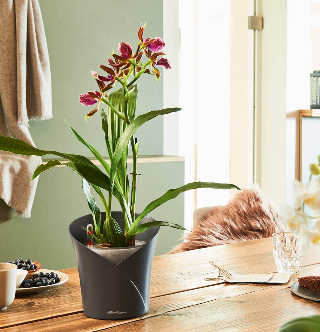 speziell für die edlen Tropenbewohner hat LECHUZA das Pflanzgefäß ORCHIDEA konzipiert speziell für die edlen Tropenbewohner hat LECHUZA das Pflanzgefäß ORCHIDEA konzipiert