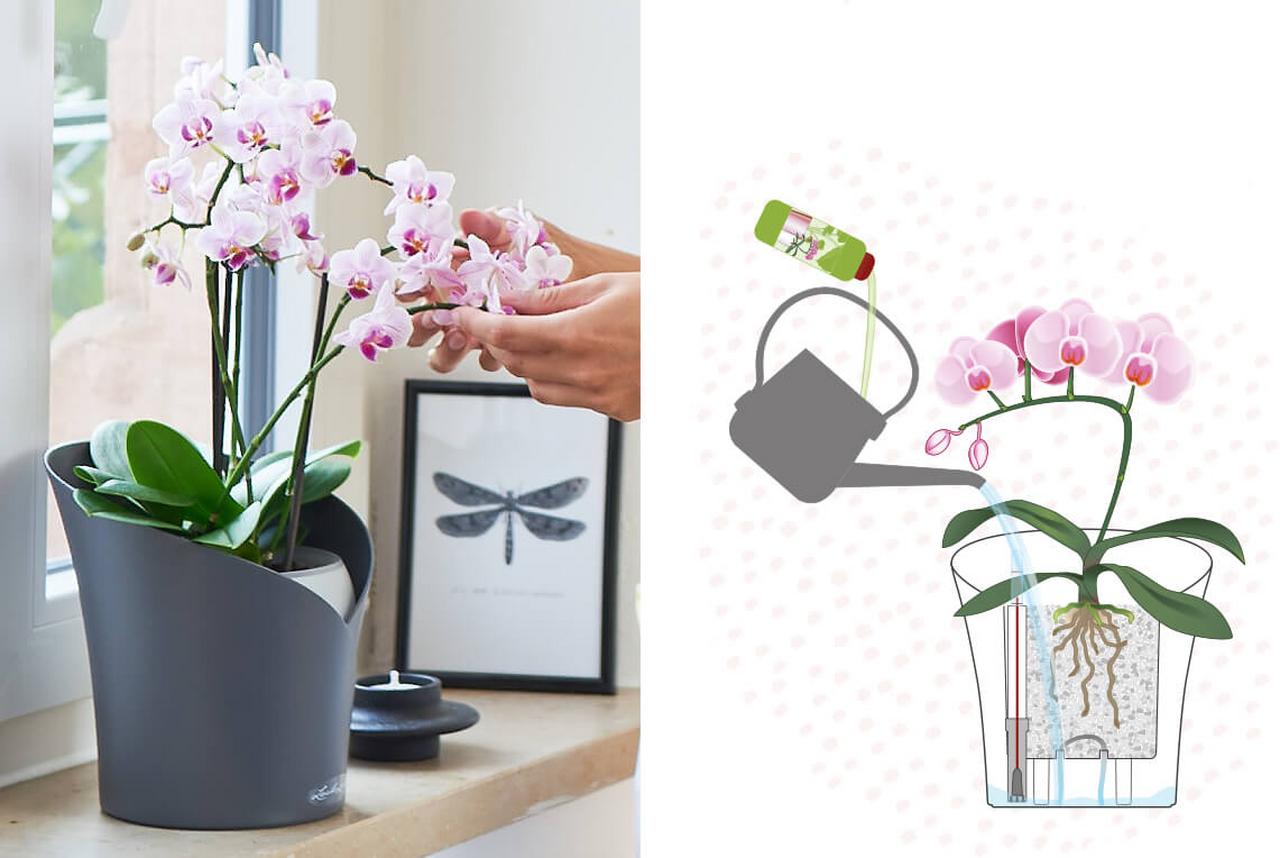 Orchideen richtig düngen Orchideen richtig düngen
