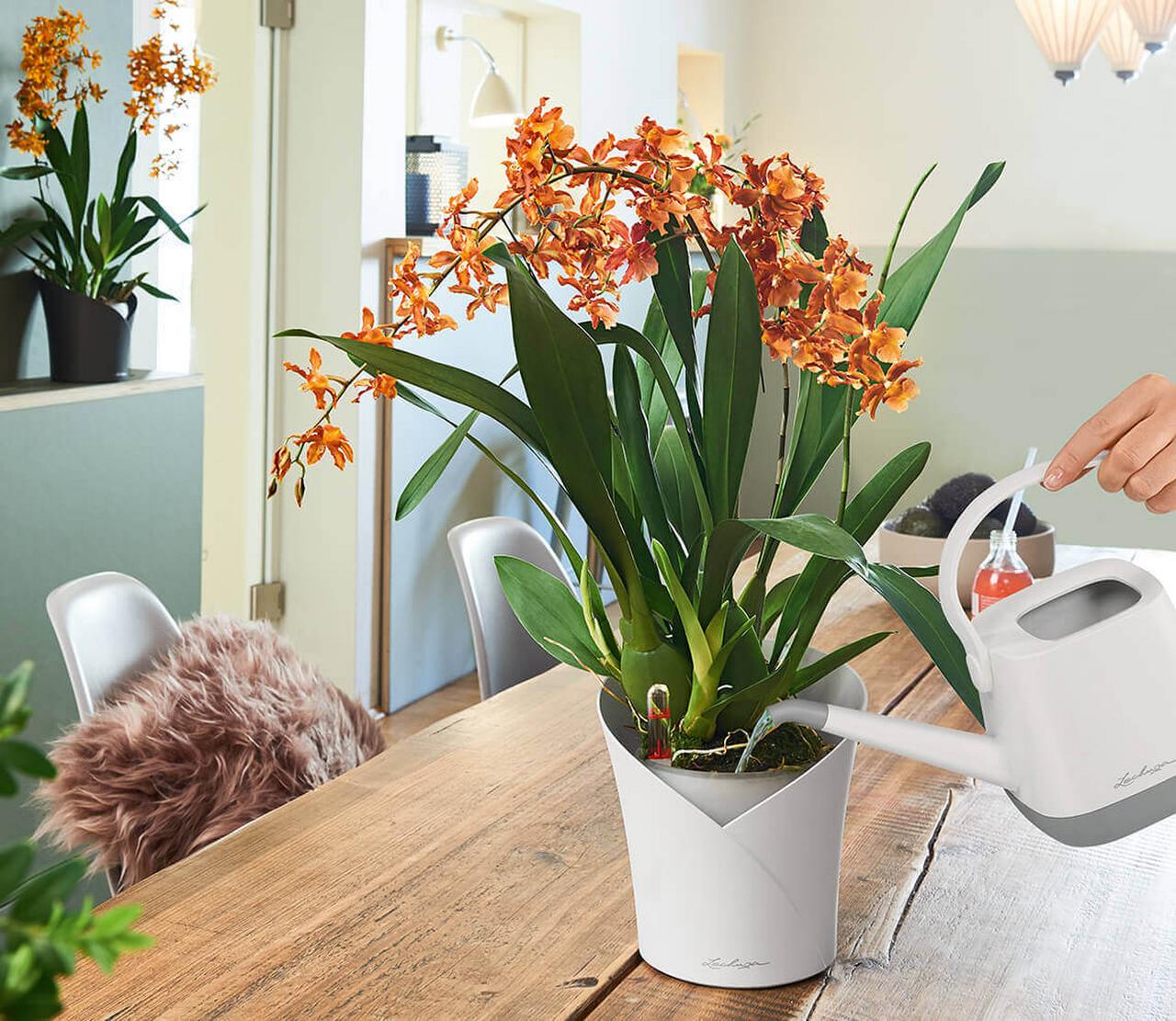 Orchideen-Gießanleitung Orchideen-Gießanleitung
