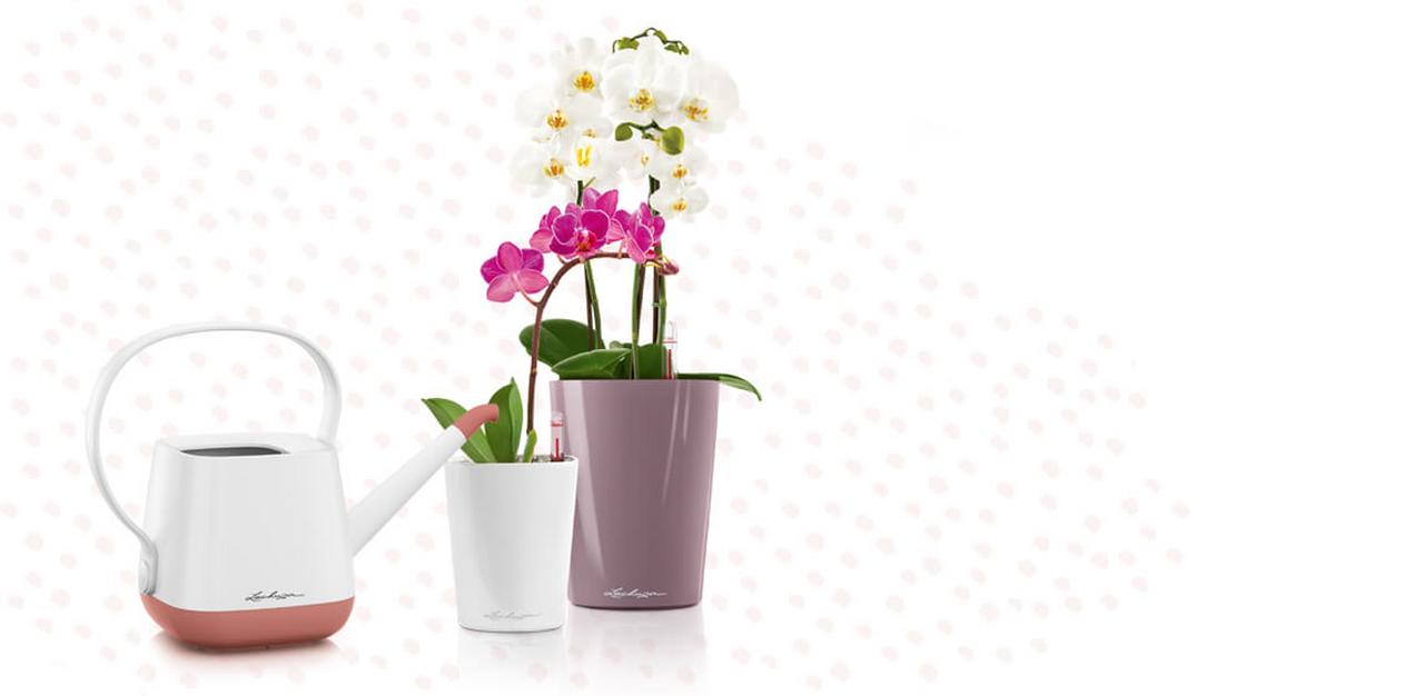 YULA pearl rose YULA pearl rose